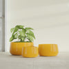 Short Hayden Small Round Fiberglass Planter - 16 in x 16 in x 8 in - Gloss Saffron - Gloss Saffron,16 in x 16 in x 8 in