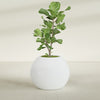 Globe Large Sphere Fiberglass Planter - 30 in x 30 in x 24 in - Matte White - Matte White,30 in x 30 in x 24 in