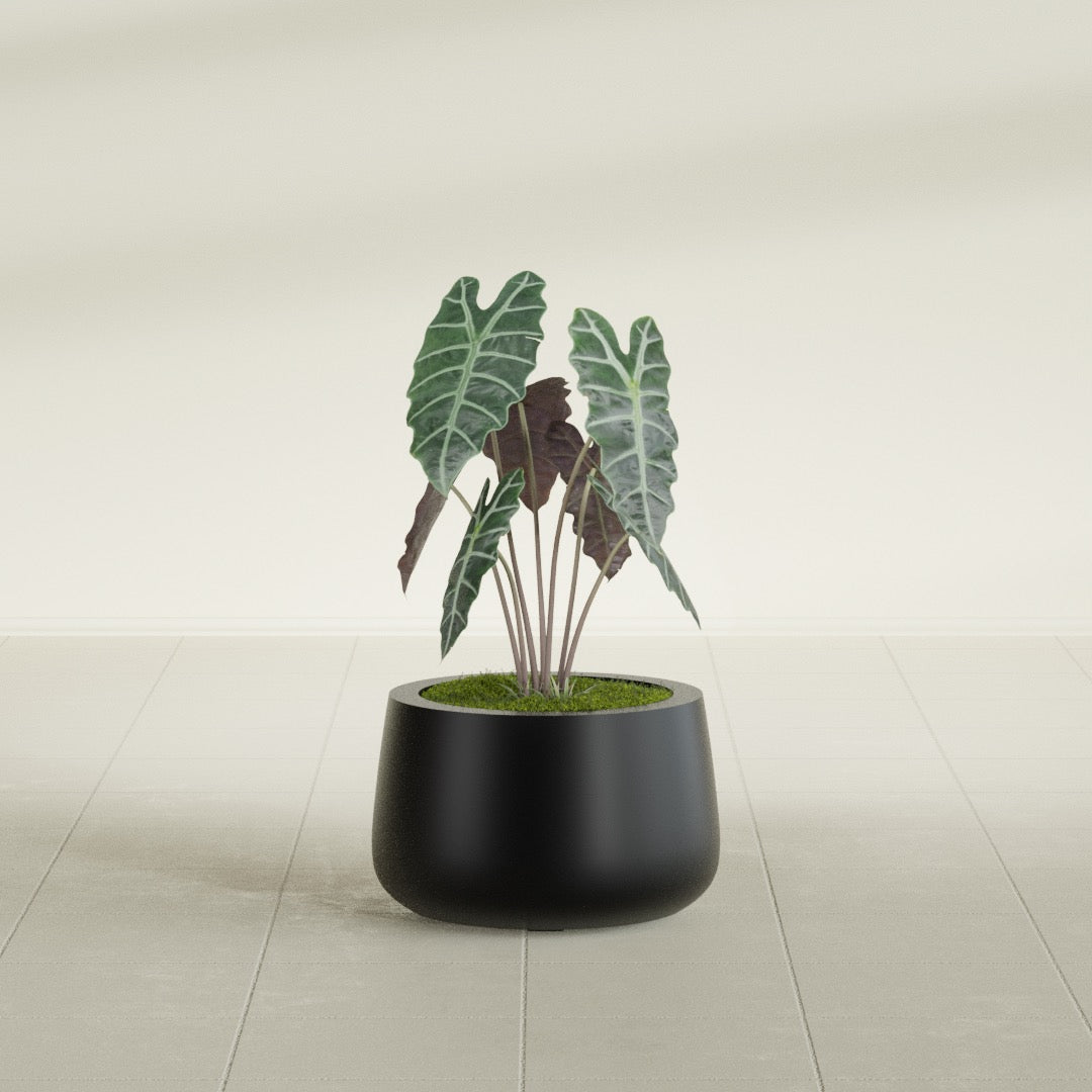 Short Hayden Small Round Fiberglass Planter - 12 in x 12 in x 7 in - Matte Black - Matte Black,12 in x 12 in x 7 in