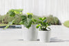 Amsterdam Small Round Planter - 8 in x 8 in x 7 in - Pure White - Pure White,8 in x 8 in x 7 in,Planter Only