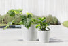 Amsterdam Small Round Planter - 8 in x 8 in x 7 in - Pure White - Pure White,8 in x 8 in x 7 in,Planter Only