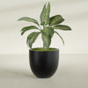 Alzira Large Round Fiberglass Planter - 30 in x 30 in x 28 in - Matte Black - Matte Black,30 in x 30 in x 28 in