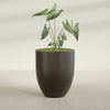 Valencia Large Round Fiberglass Planter - 27 in x 27 in x 31 in - Matte Brown - Matte Brown,27 in x 27 in x 31 in
