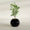 Globe Medium Sphere Fiberglass Planter - 24 in x 24 in x 19 in - Gloss Black - Gloss Black,24 in x 24 in x 20 in