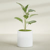 Rio Grande Medium Round Fiberglass Planter - 22 in x 22 in x 22 in - Matte White - Matte White,22 in x 22 in x 22 in