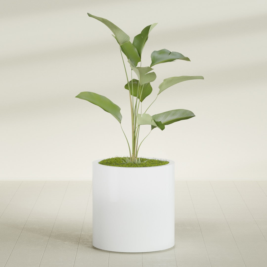 Rio Grande Medium Round Fiberglass Planter - 22 in x 22 in x 22 in - Matte White - Matte White,22 in x 22 in x 22 in