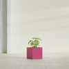 Monaco Square - 7in x 7in x 7 - Gloss Pink Violet - Gloss Pink Violet,7 in x 7 in x 7 in