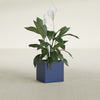 Montroy Small Cube Square Fiberglass Planter - 16 in x 16 in x 16 in - Matte Cobalt Blue - Matte Cobalt Blue,16 in x 16 in x 16 in