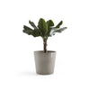 Amsterdam Medium Round Planter - 23.5 in x 23.5 in x 21.5 in - Taupe - Taupe,23.5 in x 23.5 in x 21.5 in,Planter Only