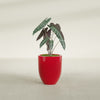Valencia Small Round Fiberglass Planter - 15 in x 15 in x 18 in - Gloss Red - Gloss Red,15 in x 15 in x 18 in