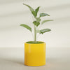 Rio Grande Medium Round Fiberglass Planter - 22 in x 22 in x 22 in - Gloss Saffron - Gloss Saffron,22 in x 22 in x 22 in