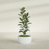 Casablanca Medium Round Low Bowl Fiberglass Planter - 24 in x 24 in x 12 in - Gloss White - Gloss White,24 in x 24 in x 12 in