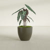 Wannsee Medium Round Fiberglass Planter - 27 in x 27 in x 24 in - Matte Bronze - Matte Bronze,27 in x 27 in x 24 in