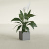 Montroy Small Cube Square Fiberglass Planter - 12 in x 12 in x 12 in - Metallic Gunmetal - Metallic Gunmetal,12 in x 12 in x 12 in