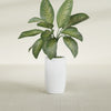 Lisbon Medium Round Fiberglass Planter - 14 in x 14 in x 25 in - Gloss White - Gloss White,14 in x 14 in x 25 in