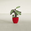 Wannsee Small Round Fiberglass Planter - 15 in x 15 in x 13 in - Gloss Red - Gloss Red,15 in x 15 in x 13 in