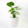 Harrison Small Round Plastic Planter - 18 in x 18 in x 16 in - White - White,18 in x 18 in x 16 in