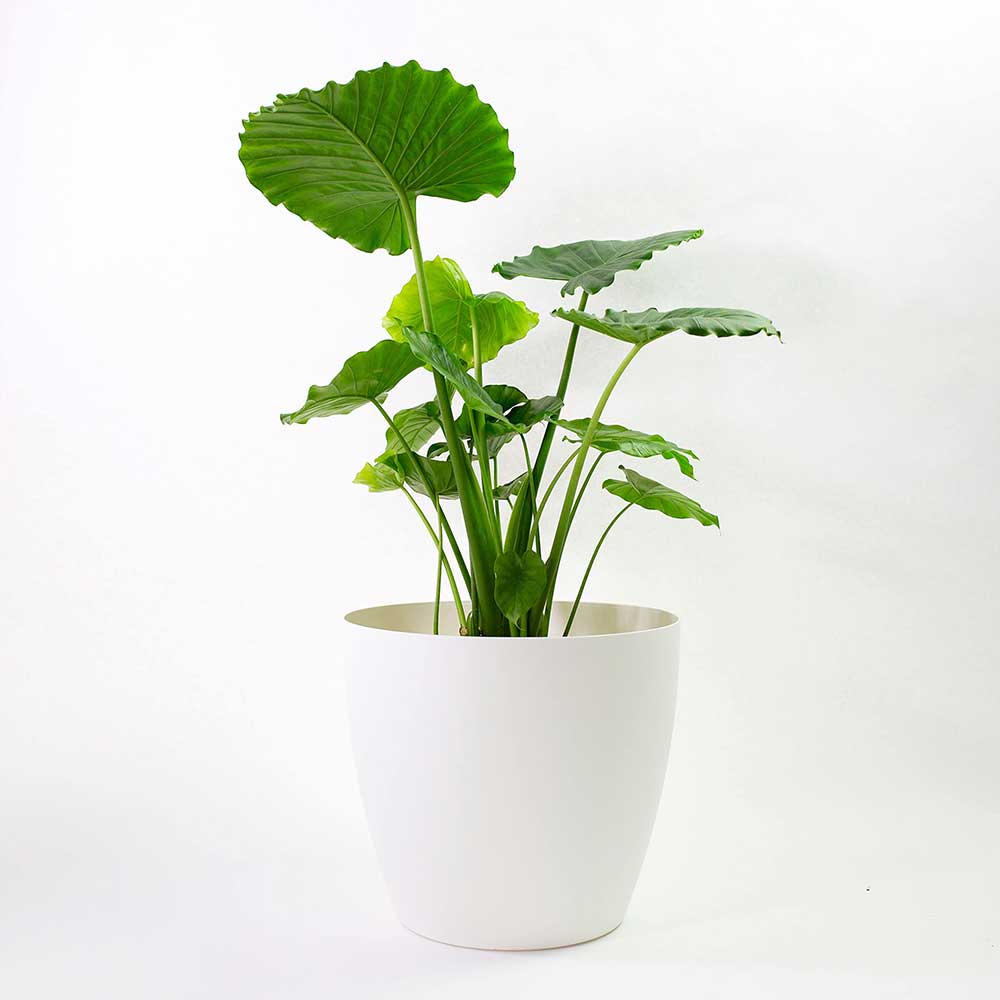 Harrison Small Round Plastic Planter - 18 in x 18 in x 16 in - White - White,18 in x 18 in x 16 in