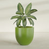 Alzira Large Round Fiberglass Planter - 36 in x 36 in x 34 in - Satin Green - Satin Green,36 in x 36 in x 34 in