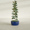 Casablanca Medium Round Low Bowl Fiberglass Planter - 20 in x 20 in x 10 in - Matte Cobalt Blue - Matte Cobalt Blue,20 in x 20 in x 10 in