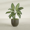 Alzira Medium Round Fiberglass Planter - 23 in x 23 in x 22 in - Matte Bronze - Matte Bronze,23 in x 23 in x 22 in