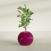 Globe Medium Sphere Fiberglass Planter - 24 in x 24 in x 19 in - Gloss Eggplant - Gloss Eggplant,24 in x 24 in x 20 in