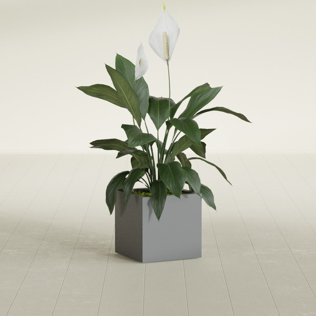 Montroy Small Cube Square Fiberglass Planter - 16 in x 16 in x 16 in - Metallic Gunmetal - Metallic Gunmetal,16 in x 16 in x 16 in