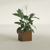 Montroy Small Cube Square Fiberglass Planter - 16 in x 16 in x 16 in - Metallic Bronze - Metallic Bronze,16 in x 16 in x 16 in