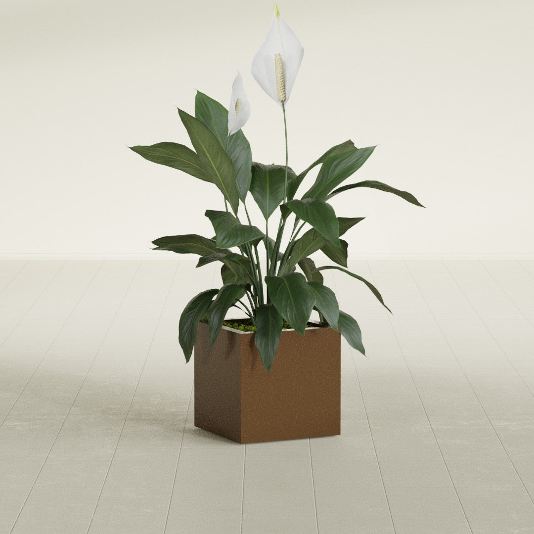 Montroy Small Cube Square Fiberglass Planter - 16 in x 16 in x 16 in - Metallic Bronze - Metallic Bronze,16 in x 16 in x 16 in