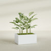 Torino Large Wide Rectangle Fiberglass Planter - 36 in x 24 in x 18 in - Gloss White - Gloss White,36 in x 24 in x 18 in