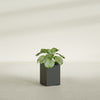 Miami Small Rectangle Fiberglass Planter - 12 in x 12 in x 18 in - Matte Charcoal - Matte Charcoal,12 in x 12 in x 18 in