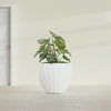 Santa Barbara Medium Round Fiberglass Planter - 23 in x 23 in x 20.3 in - Gloss White - Gloss White,23 in x 23 in x 20 in