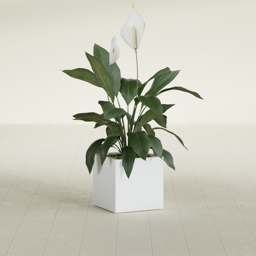 Montroy Small Cube Square Fiberglass Planter - 16 in x 16 in x 16 in - Gloss White - Gloss White,16 in x 16 in x 16 in