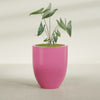 Valencia Large Round Fiberglass Planter - 27 in x 27 in x 31 in - Gloss Pink Violet - Gloss Pink Violet,27 in x 27 in x 31 in
