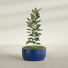 Casablanca Large Round Low Bowl Fiberglass Planter - 30 in x 30 in x 15 in - Matte Cobalt Blue - Matte Cobalt Blue,30 in x 30 in x 15 in