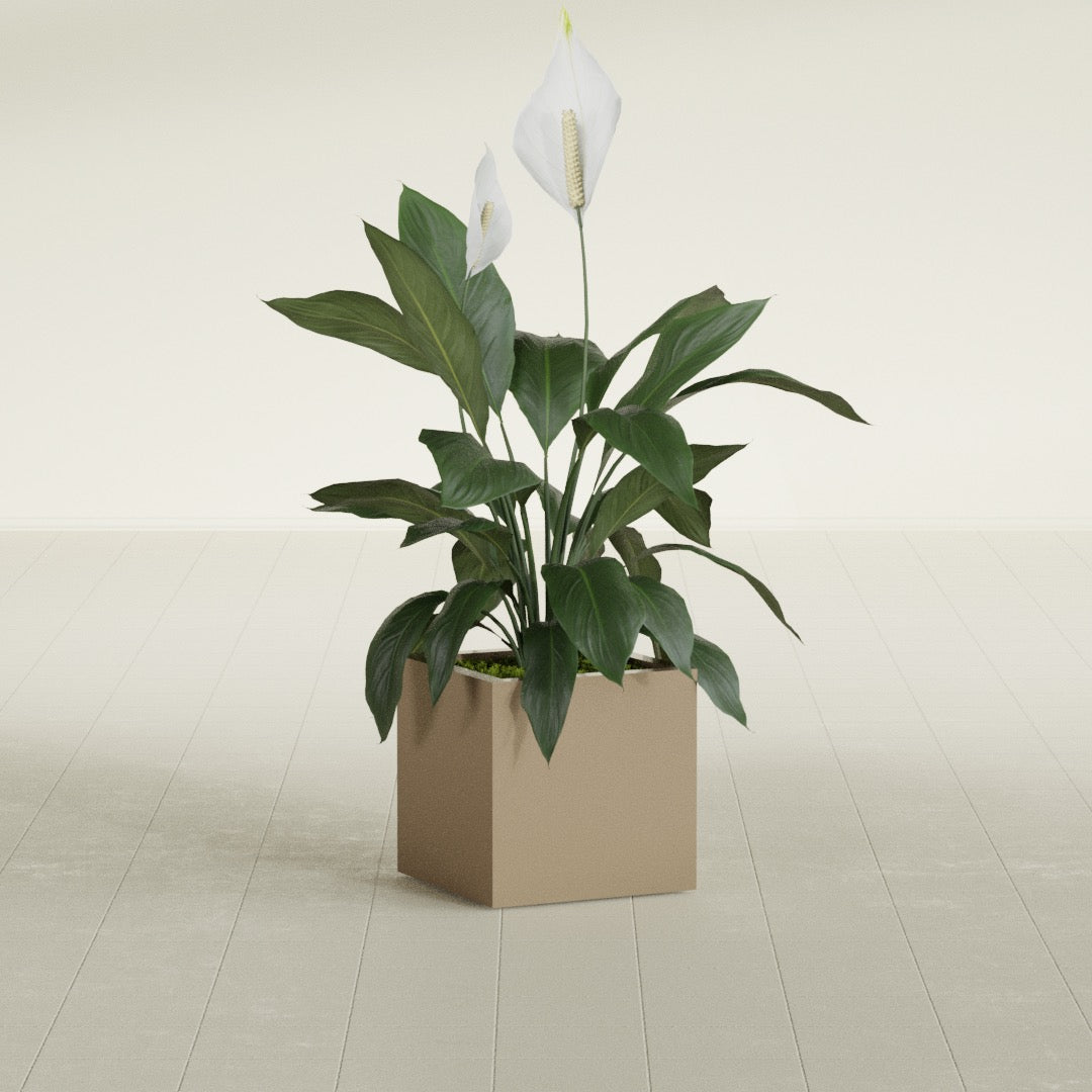 Montroy Small Cube Square Fiberglass Planter - 16 in x 16 in x 16 in - Metallic Gold - Metallic Gold,16 in x 16 in x 16 in