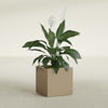 Montroy Medium Cube Square Fiberglass Planter - 20 in x 20 in x 20 in - Metallic Gold - Metallic Gold,20 in x 20 in x 20 in