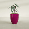 Valencia Medium Round Fiberglass Planter - 20 in x 20 in x 23 in - Gloss Eggplant - Gloss Eggplant,20 in x 20 in x 23 in