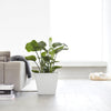 Rotterdam Small Square Planter - 15.75 in x 15.75 in x 13.75 in - Pure White - Pure White,15.75 in x 15.75 in x 13.75 in,Planter Only