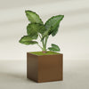 Montroy Extra Large Cube Square Fiberglass Planter - 48 in x 48 in x 48 in - Metallic Bronze - Metallic Bronze,48 in x 48 in x 48 in