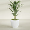 Wannsee Large Round Fiberglass Planter - 33 in x 33 in x 29 in - Gloss White - Gloss White,33 in x 33 in x 29 in