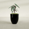 Valencia Medium Round Fiberglass Planter - 20 in x 20 in x 23 in - Gloss Black - Gloss Black,20 in x 20 in x 23 in