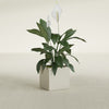 Montroy Small Cube Square Fiberglass Planter - 16 in x 16 in x 16 in - Satin Beige - Satin Beige,16 in x 16 in x 16 in