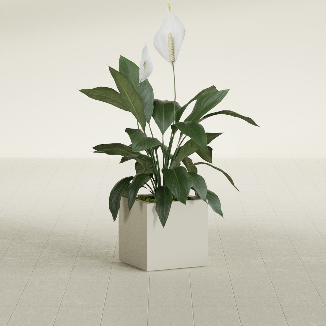 Montroy Small Cube Square Fiberglass Planter - 16 in x 16 in x 16 in - Satin Beige - Satin Beige,16 in x 16 in x 16 in