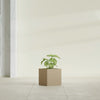 Monaco Square - 7in x 7in x 7 - Metallic Gold - Metallic Gold,7 in x 7 in x 7 in