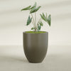 Valencia Large Round Fiberglass Planter - 27 in x 27 in x 31 in - Matte Bronze - Matte Bronze,27 in x 27 in x 31 in