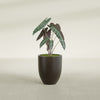 Valencia Small Round Fiberglass Planter - 15 in x 15 in x 18 in - Matte Brown - Matte Brown,15 in x 15 in x 18 in