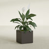 Montroy Medium Cube Square Fiberglass Planter - 20 in x 20 in x 20 in - Matte Brown - Matte Brown,20 in x 20 in x 20 in