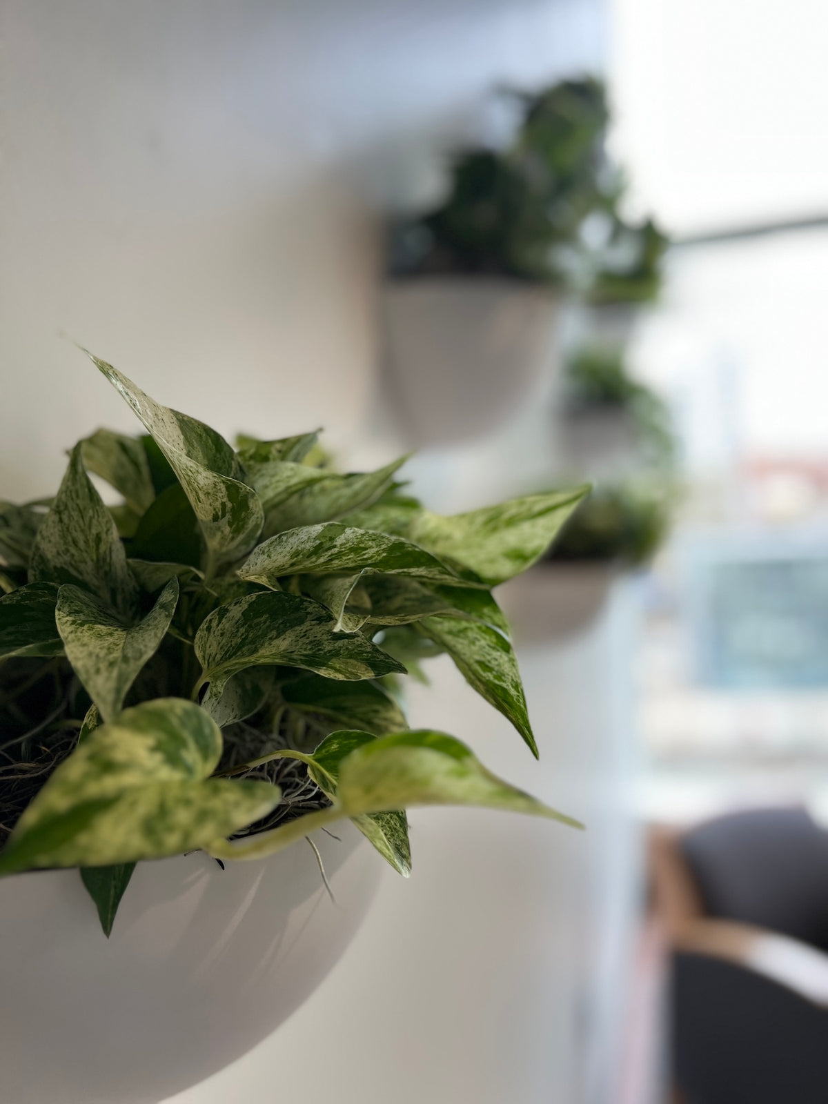 Milwaukee-Based Interiorscapes Brightens Enerpac Office Common Area with Plant Wall Installation – photo 3