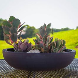 garden-bowl-tn.jpg